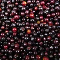 Black cherry Fruit
