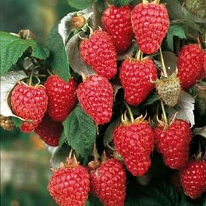 Botanical Name For Raspberry Scientific Classification of Raspberry